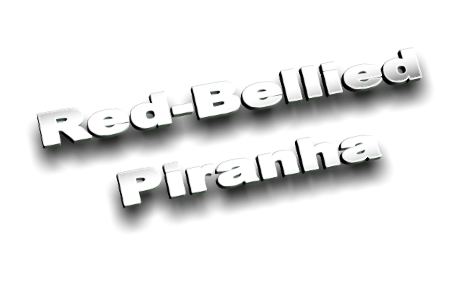 Red-Bellied Piranha Red-Bellied Piranha