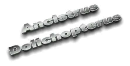 Ancistrus Dolichopterus Ancistrus Dolichopterus