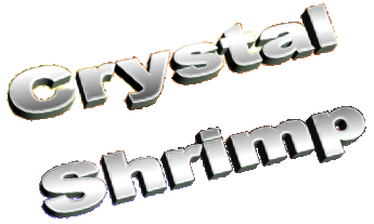 Crystal Shrimp
