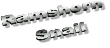 Ramshorn  Snail Ramshorn  Snail