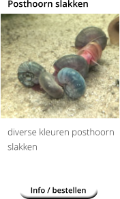 Posthoorn slakken            diverse kleuren posthoorn slakken Info / bestellen