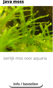 Java moss            sierlijk mos voor aquaria Info / bestellen