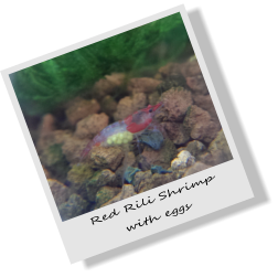 Red Rili Shrimp with eggs