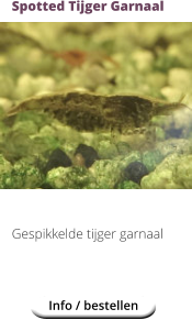Spotted Tijger Garnaal            Gespikkelde tijger garnaal Info / bestellen