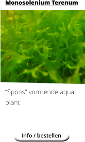 Monosolenium Terenum            Spons vormende aqua plant Info / bestellen