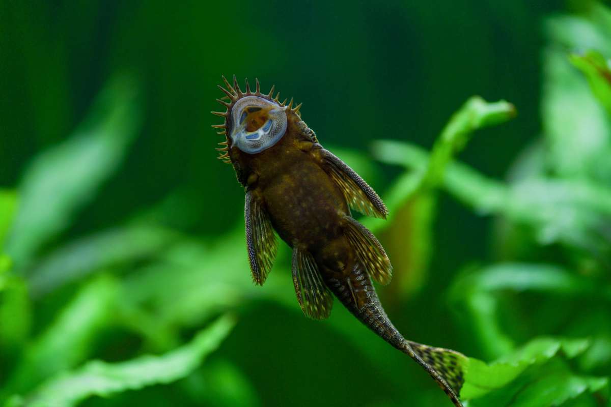 Ancistrus en Bushymouth Meerval Een Uitgebreide Gids voor Verzorging en Onderhoud