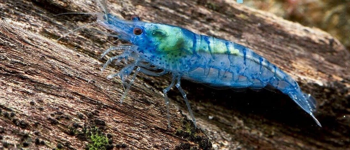 Blue Velvet Garnalen Een Uitgebreide Gids voor Verzorging en Onderhoud