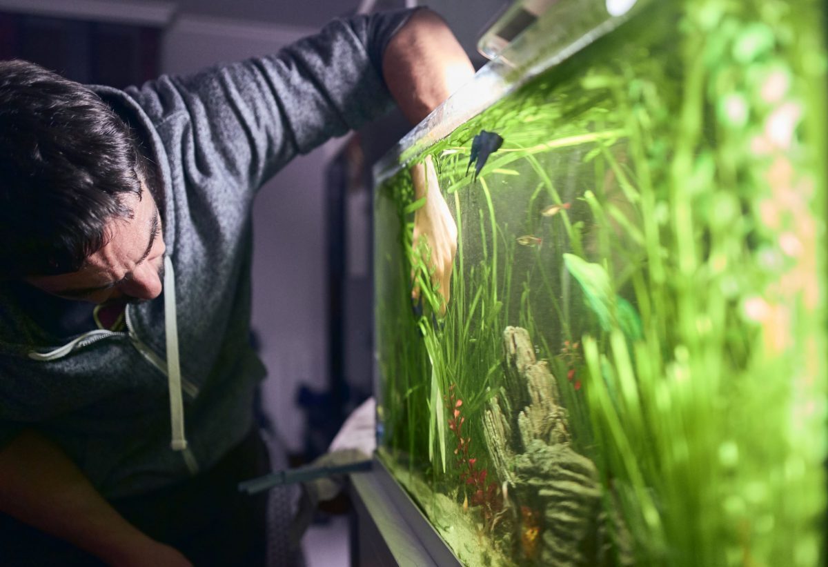 De Ultieme Gids voor Aquariumonderhoud Hoe Houd Je Je Aquarium Gezond en Schoon