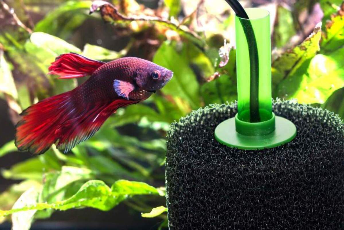 Hoe Maak Je Een DIY Sponsfilter voor Een Perfect Gefilterd Aquarium