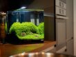 De Beste Vissen voor Nano-Aquaria Onder 30 Liter