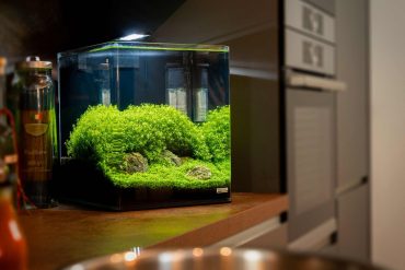 Waarom Ontstaan Zuurstofbelletjes op Je Aquariumglas
