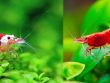 Het Verschil Tussen Caridina en Neocaridina Garnalen