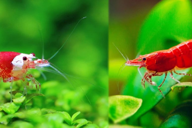 Het Verschil Tussen Caridina en Neocaridina Garnalen
