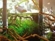 Hoe Bereid Je een Aquarium voor Garnalen Voor