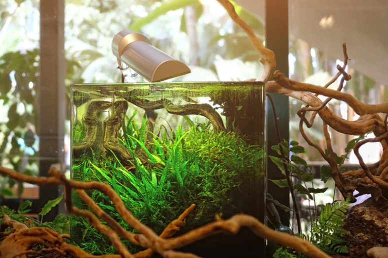 Hoe Bereid Je een Aquarium voor Garnalen Voor