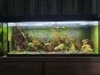 Hoe Voorkom Je Algengroei in Je Aquarium Zonder Chemicaliën