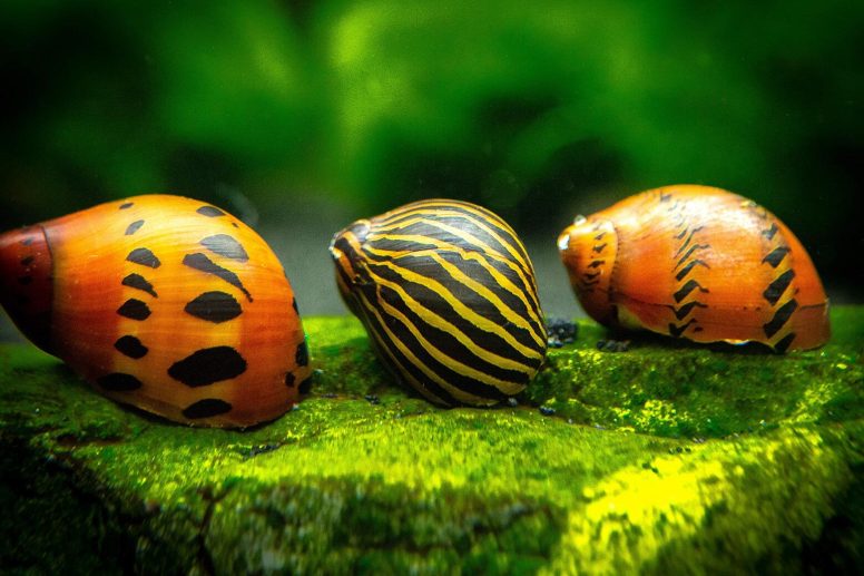 Hoe Voorkom Je Kalkgebrek bij Aquariumslakken