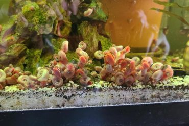 Hoe Bereid Je een Aquarium voor Garnalen Voor