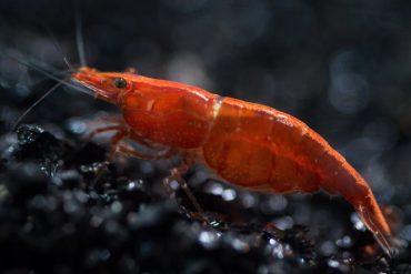 Hoe Bereid Je een Aquarium voor Garnalen Voor