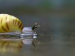 Waarom Aquariumslakken Soms Uit Het Water Kruipen