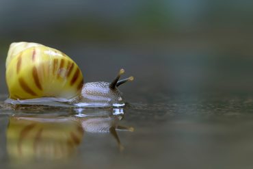 Waarom Ontstaan Zuurstofbelletjes op Je Aquariumglas