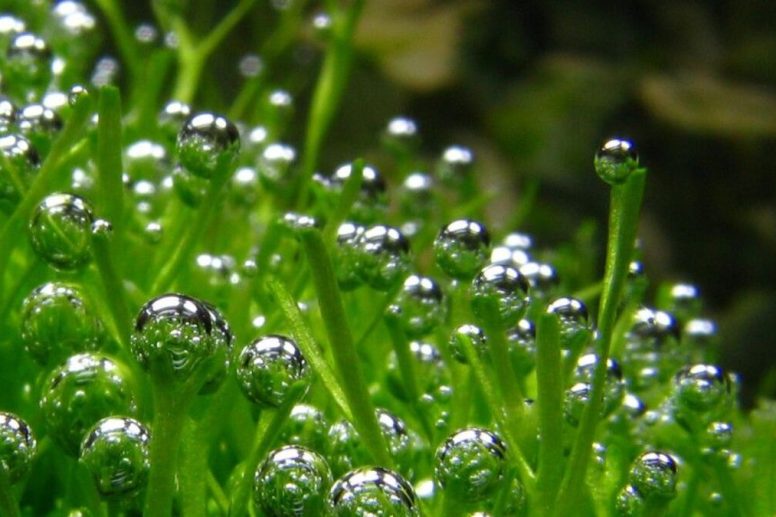 Waarom Ontstaan Zuurstofbelletjes op Je Aquariumglas