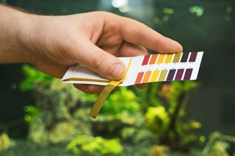 Waarom Schommelt de pH in Je Aquarium en Hoe Voorkom Je Dit