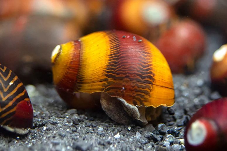 Welke Aquariumslakken Helpen bij Algenbestrijding