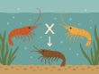 Neocaridina garnalen kruisen