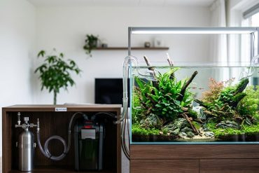 Kweektips voor Caridina garnalen