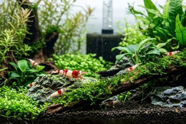 Beste filtratiesystemen voor aquaria